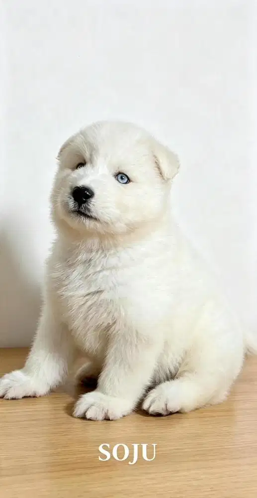 SIBERIAN HUSKY ALL WHITE (JANTAN)