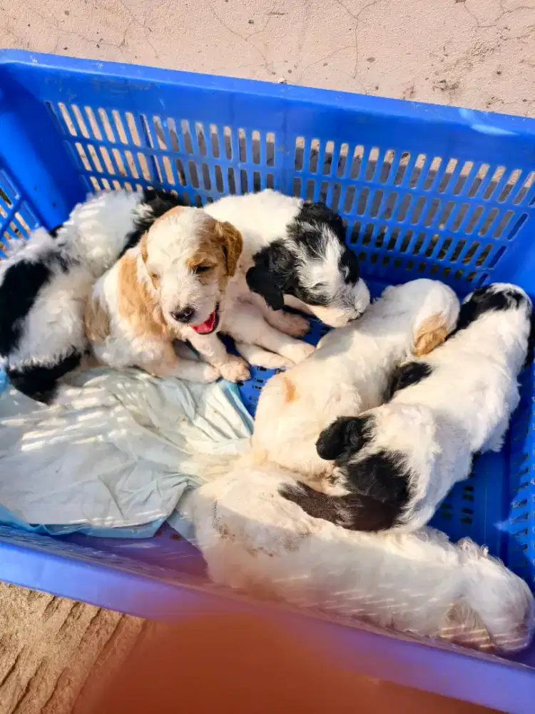 Giant poodle bogor murah meriah