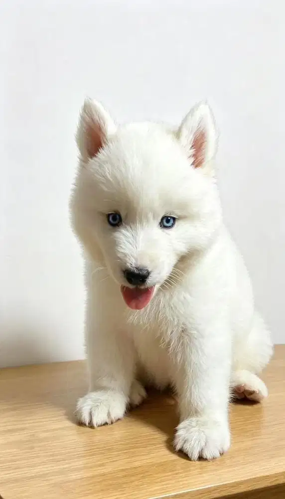 SIBERIAN HUSKY ALL WHITE (BETINA)