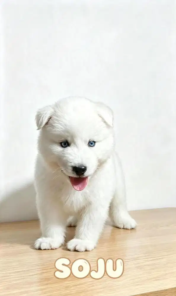 SIBERIAN HUSKY ALL WHITE (JANTAN)