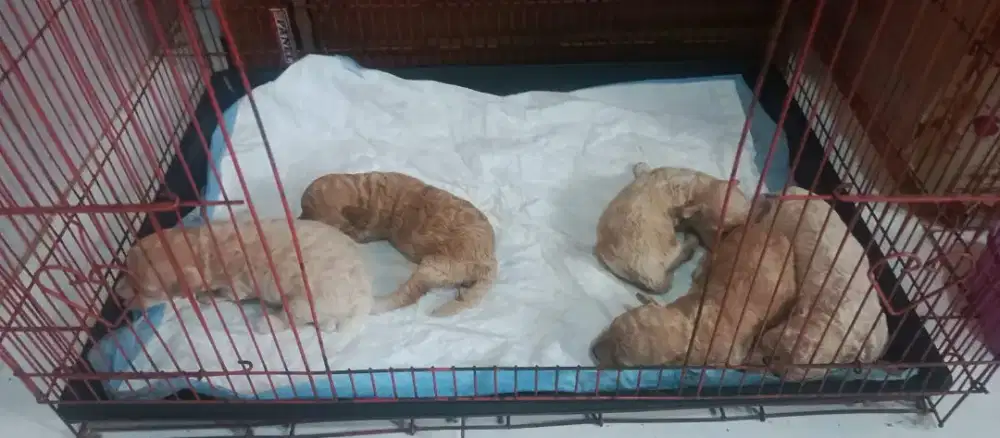 jual anjing poddle