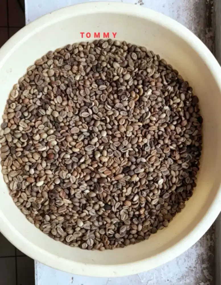 Kopi Robusta Lampung