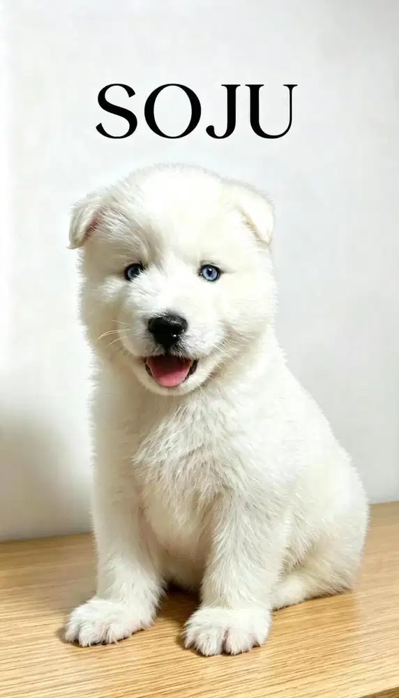 SIBERIAN HUSKY ALL WHITE ( JANTAN)