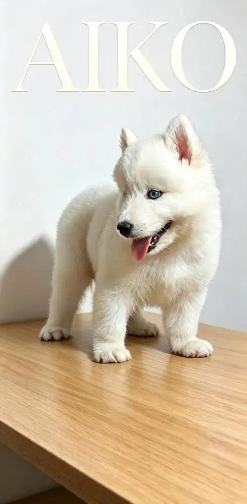 SIBERIAN HUSKY ALL WHITE (BETINA)