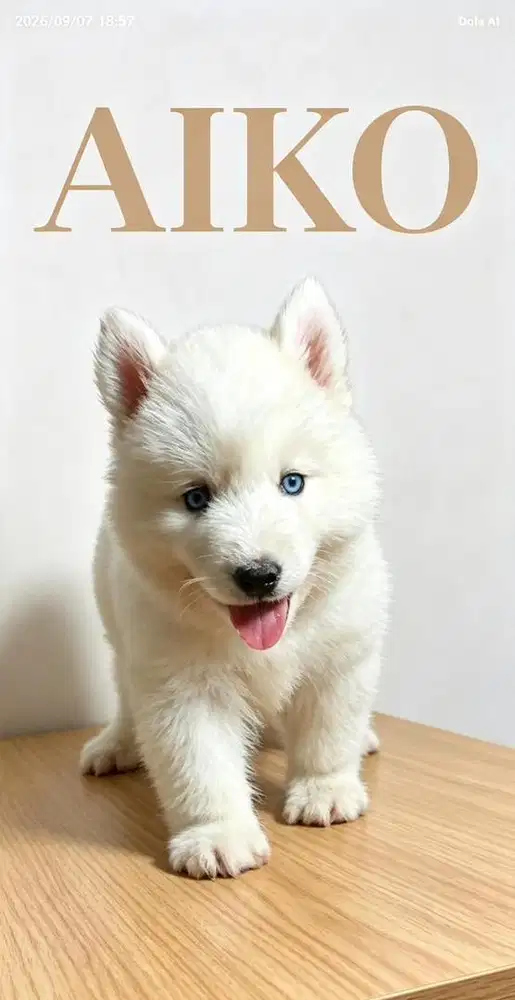 SIBERIAN HUSKY ALL WHITE (BETINA)