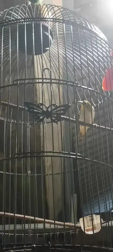 Burung kuning kecil