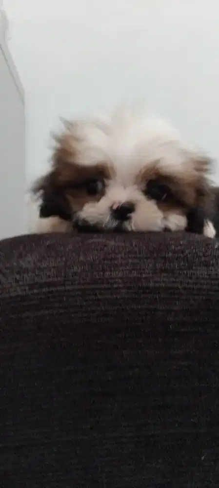 Anjing shitzu betina 2 bulan