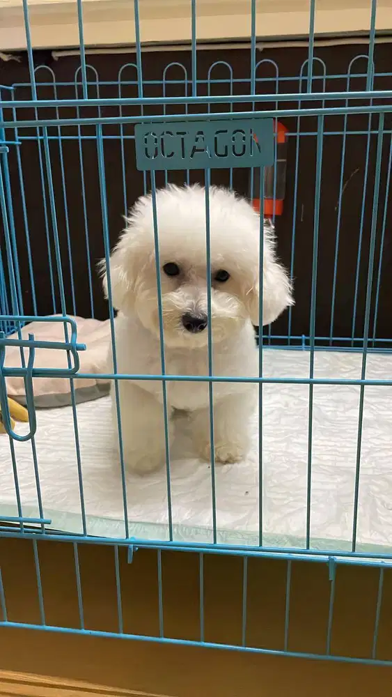 anjing jenis mini bichon