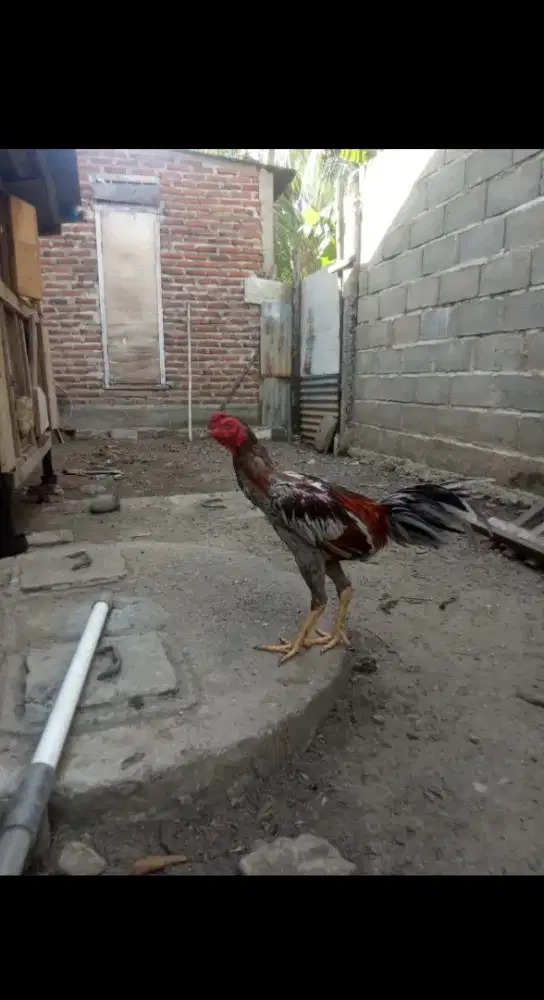 Ayam Pakhoy mix mangon