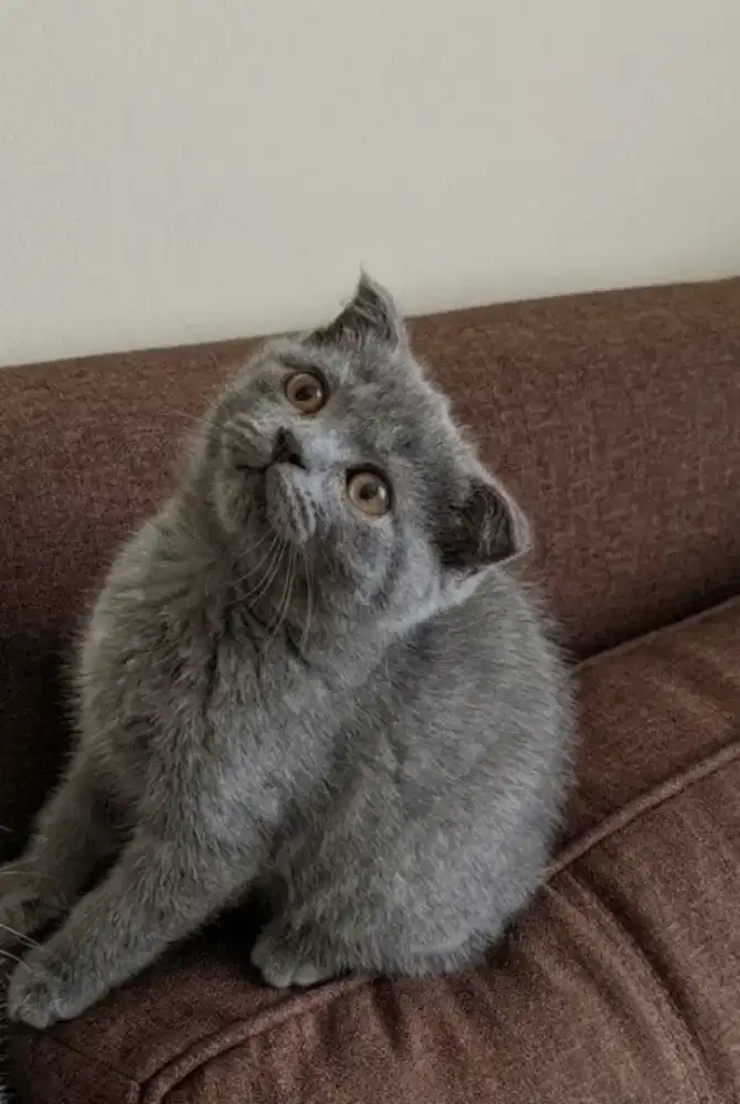 Kucing kitten Scottish fold Bluesolid Jantan Pure