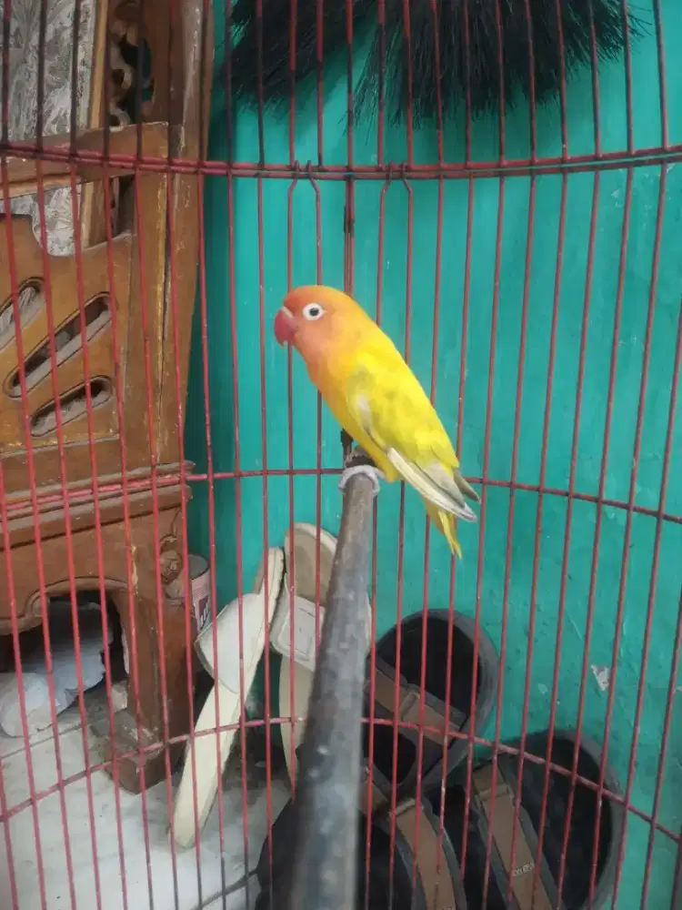 Lovebird paskun
