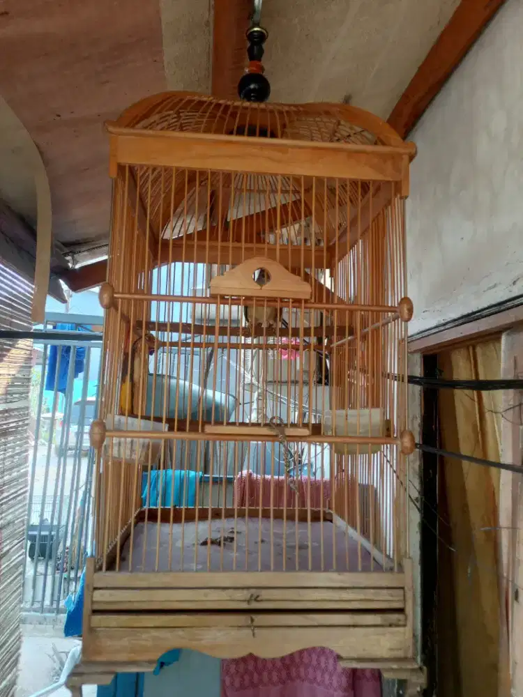 Kapas tembak gacor gan