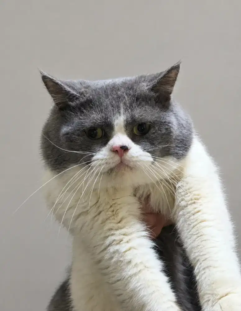 Brittishshorthair jantan