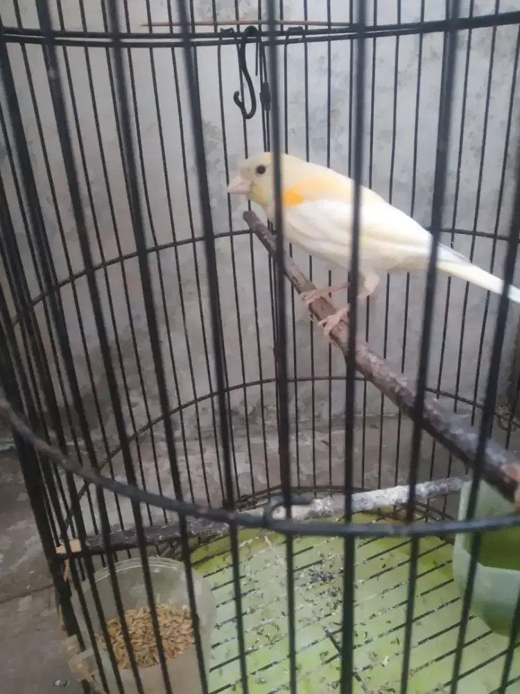 kenari kuning betina
