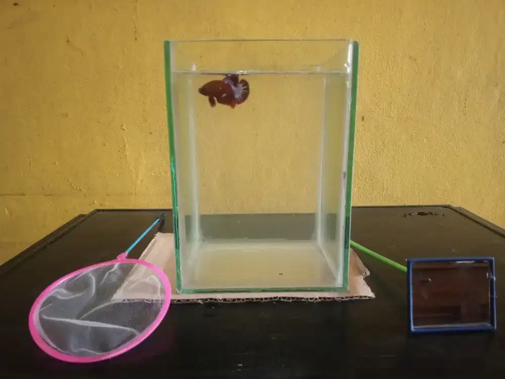 Aquarium 15x15x20