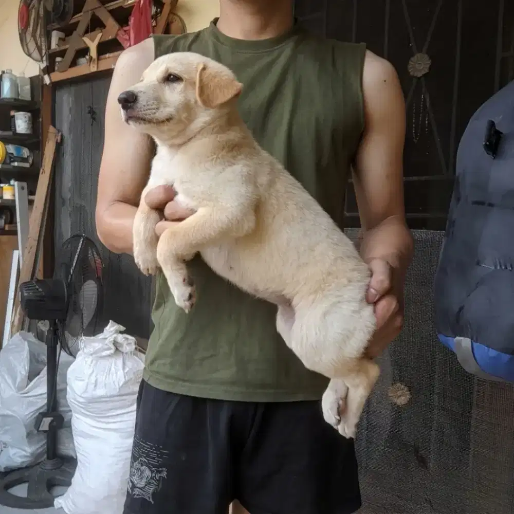 Anak anjing Ras Besar