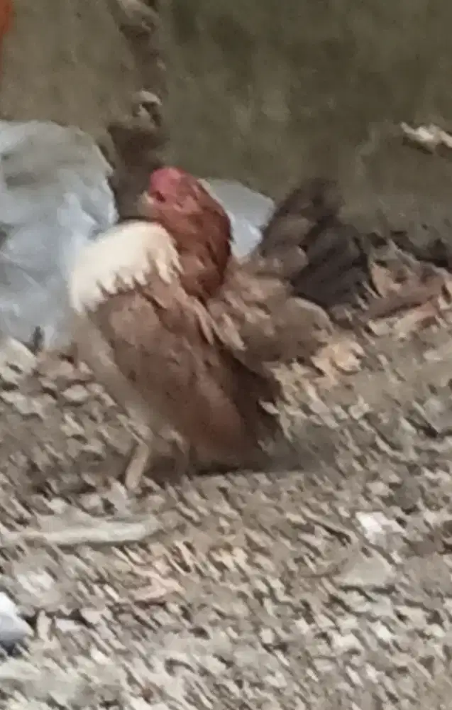 Ayam serama indukan