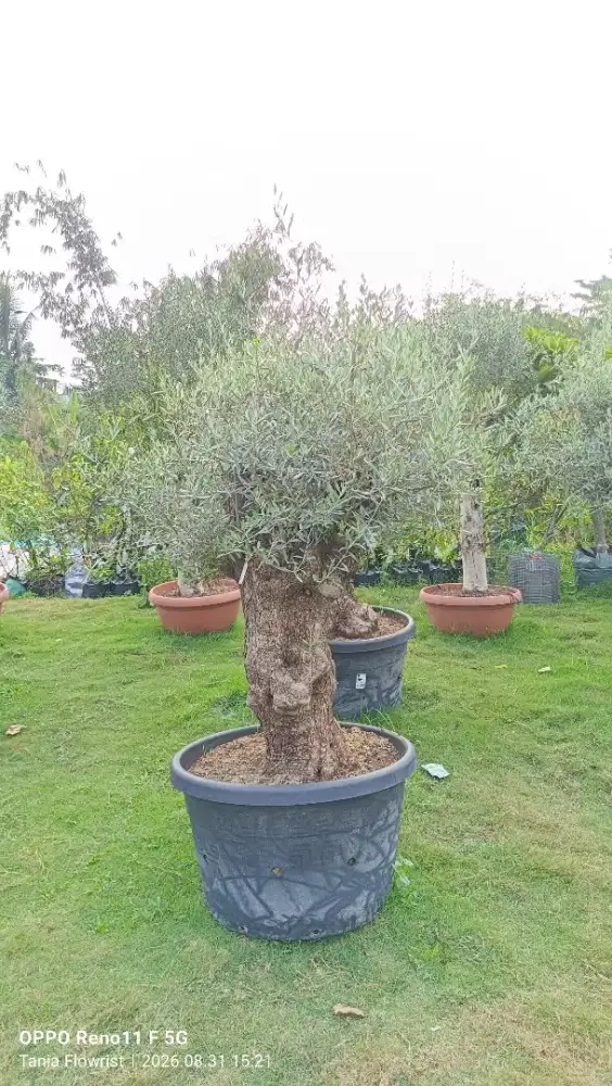 Pohon olive fosil - tanaman pohon olive zaitun Fosil
