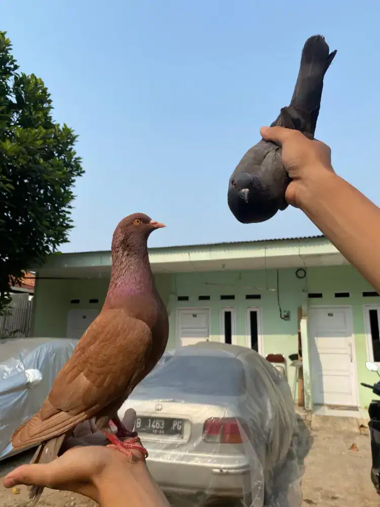 Burung dara merpati