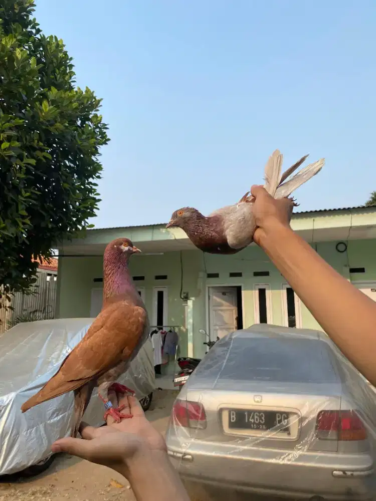 Burung dara merpati