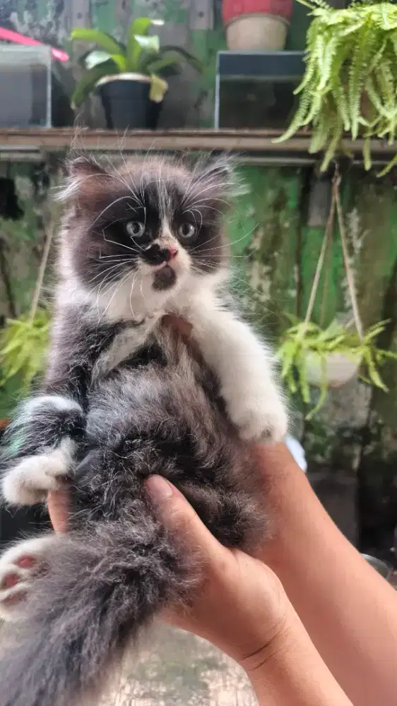 Lepas adop kucing persia usia 3 bulan