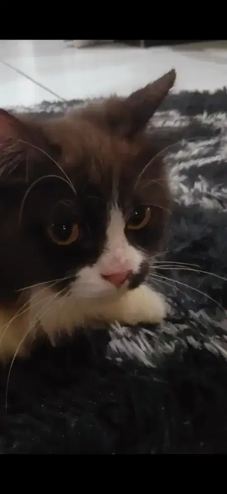 Kucing jantan Persia umur 7 bulan