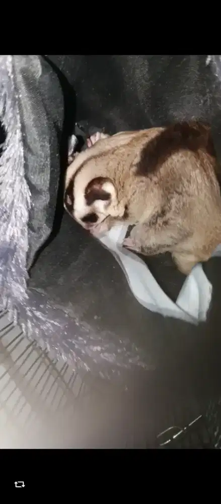 Sugar Glider Classic Grey