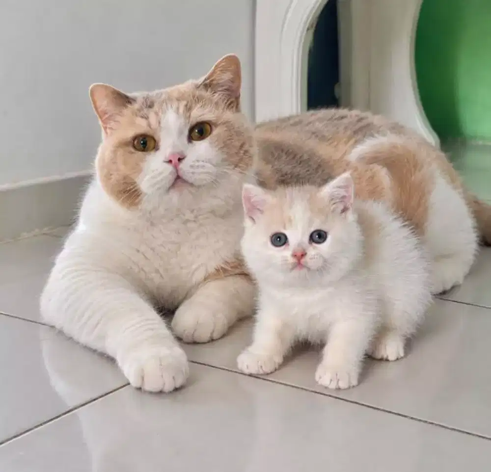 Kitten British shorthair