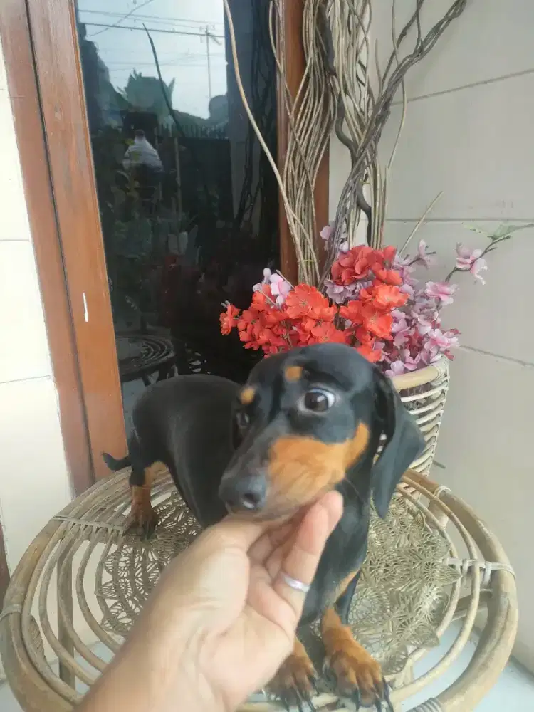Mini tekel Datsun size kecil(baca deskripsi)