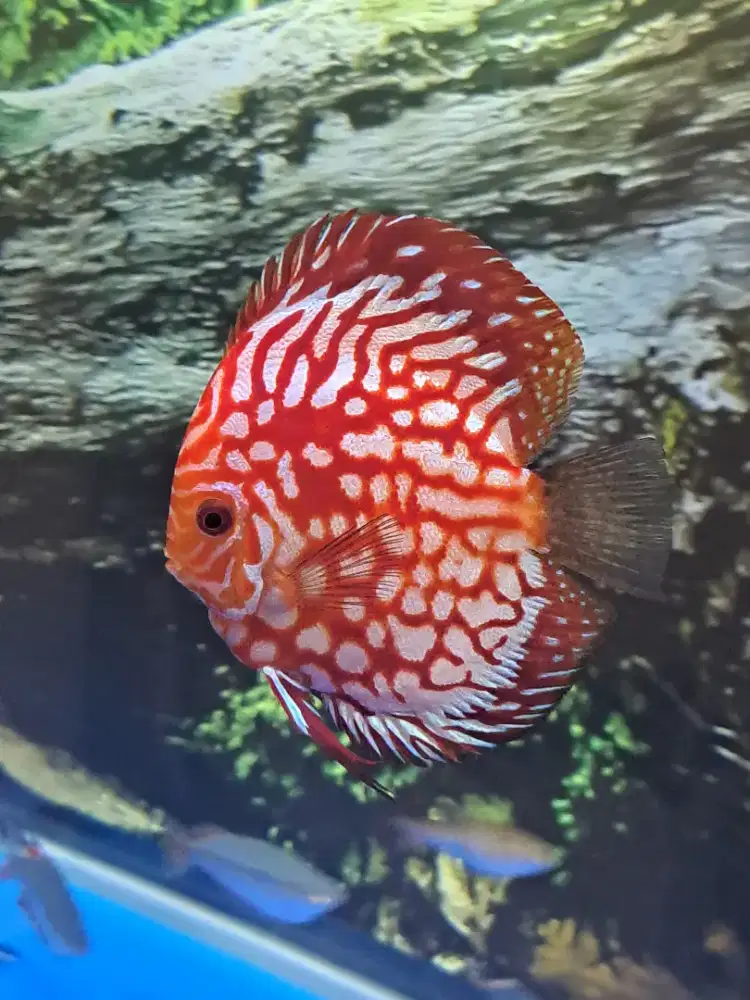 Pilihan Ikan Discus Pigeon