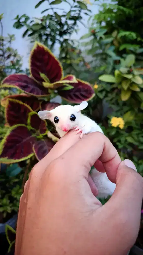 Sugar Glider Joey Leucistic (j)