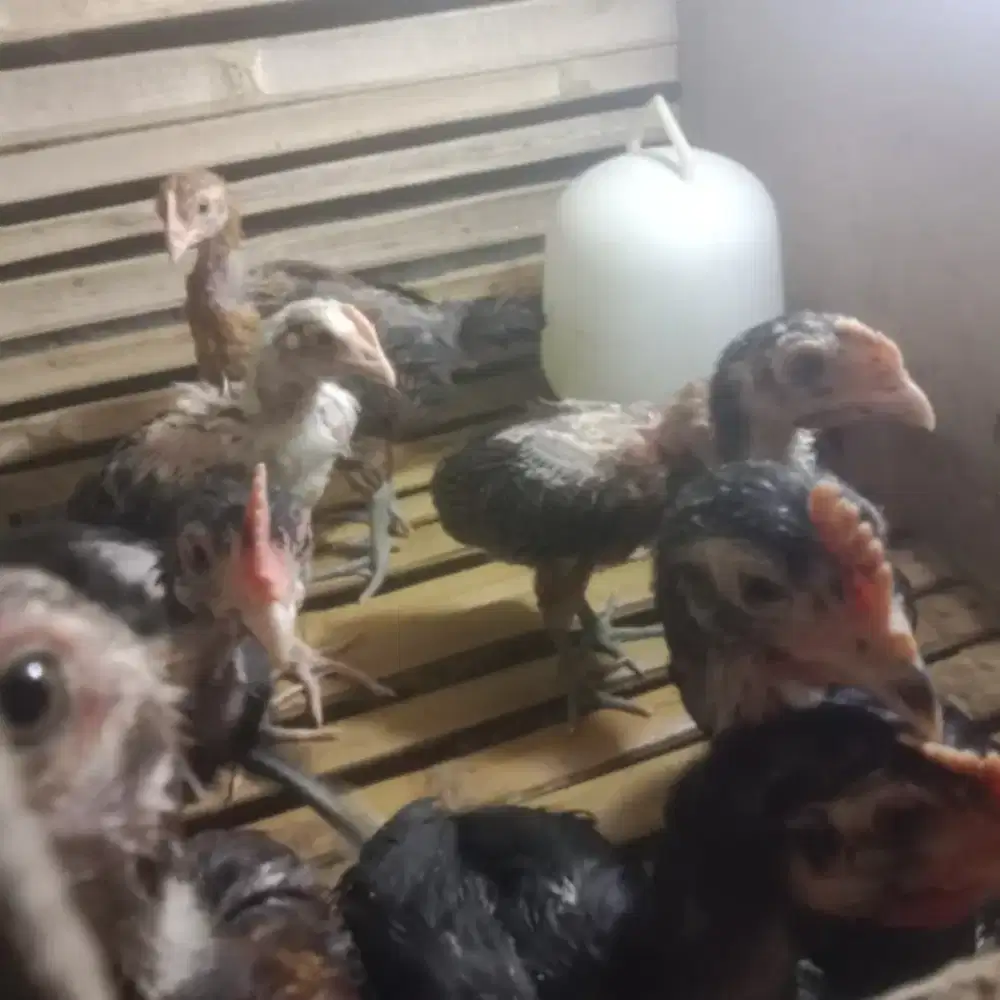 Ciak ayam pelung trah jumbo usia 2,5bulan lokasi kelender