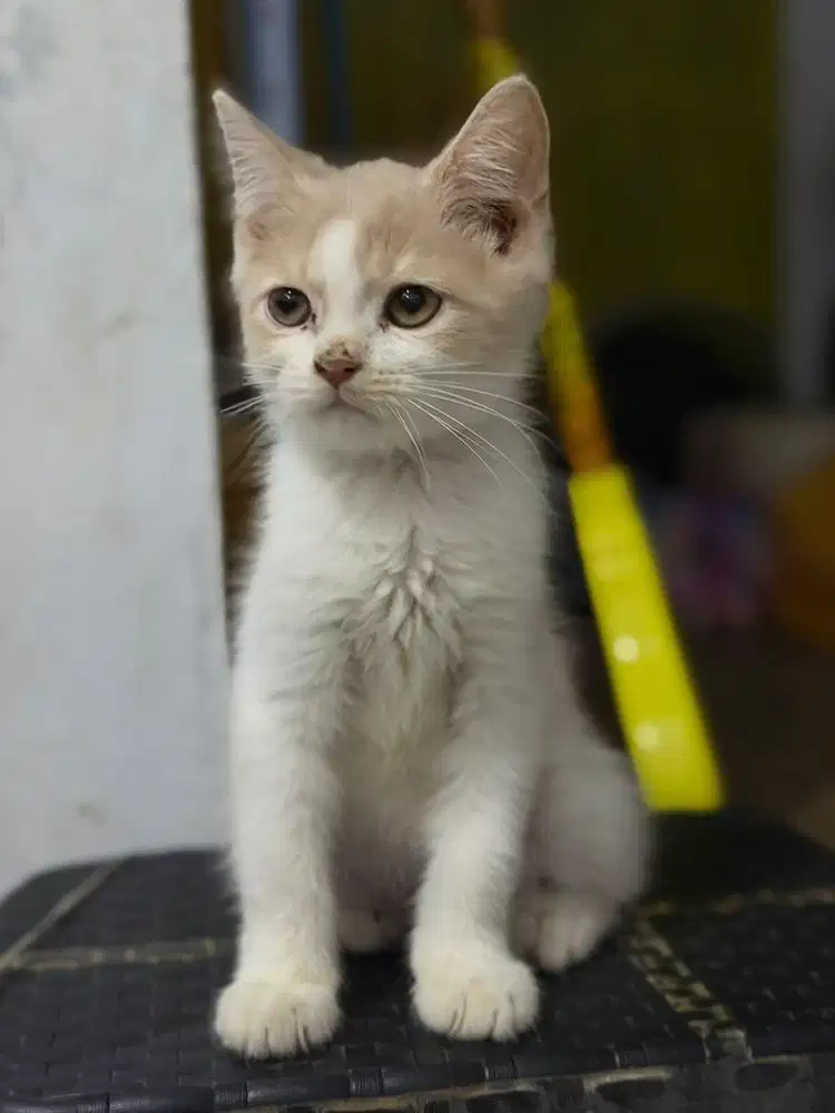 Kucing British Shorthair BSH Jantan 3Bln