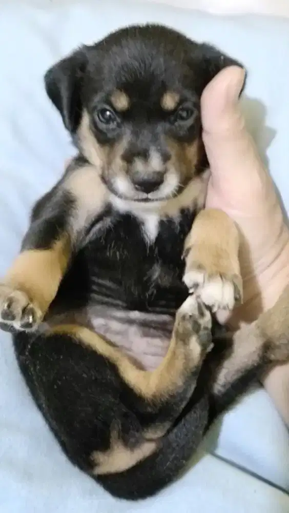 Pupies ras pitbul & kintamani