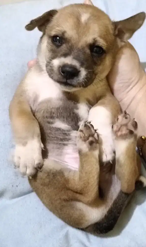 Pupies ras pitbul & kintamani