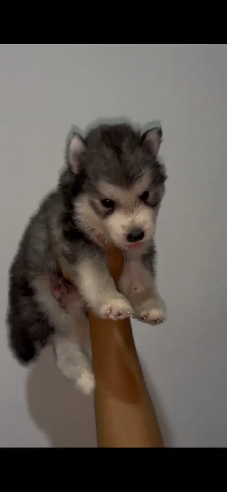 Siberian Husky Long Hair