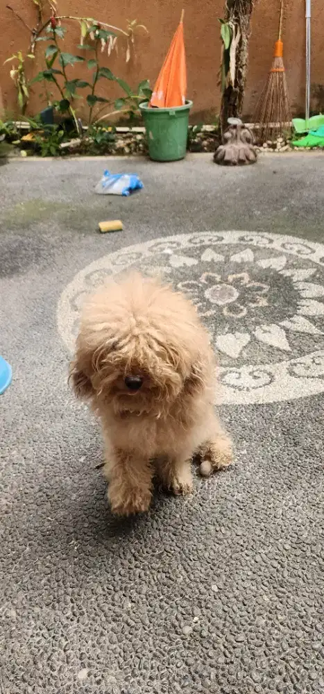 Dijual anjing pudel