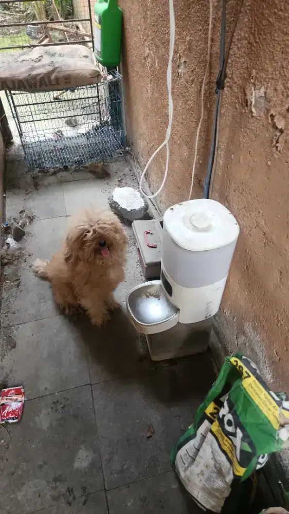 Jual tempat makan anjing