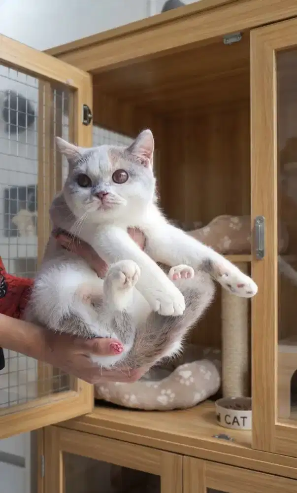 Bsh betina(fawn dilute)