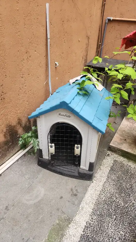 Rumah2an anjing
