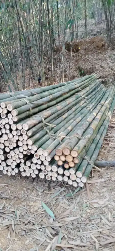 BAMBU PROYEK/BAMBU STEGER/BAMBU COR/BAMBU PANJANG