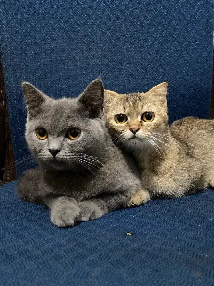 Kucing British Shorthair