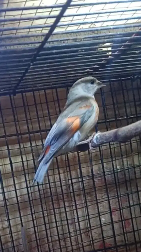 Red siskin dilute betina siapan
