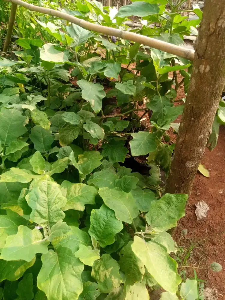 BIBIT TERONG UNGU SIAP TANAM/BIBIT TANAMAN TERONG UNGU