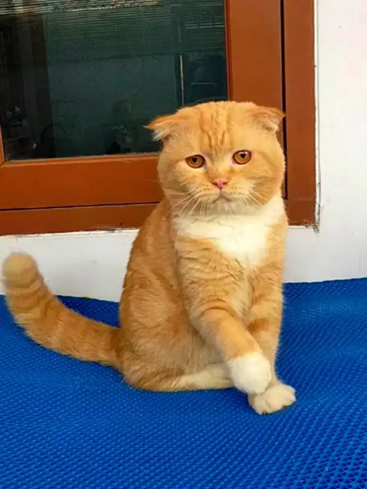 Kucing scotish fold jantan Red tabby