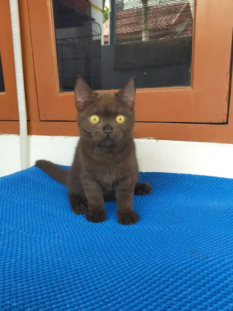 Kucing bsh British shorthair kitten black parent cinnamon