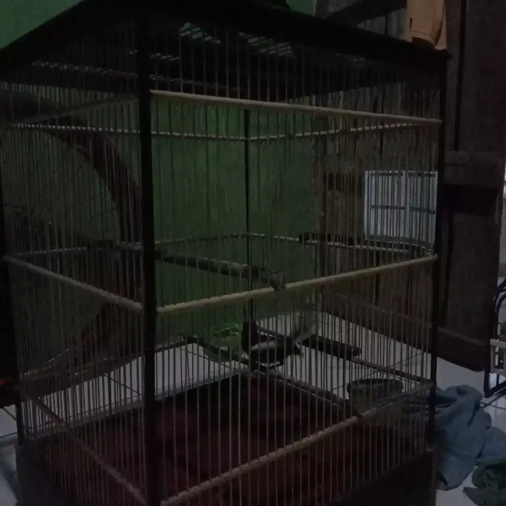 Kacer trotol mau mutasi ke dewasa