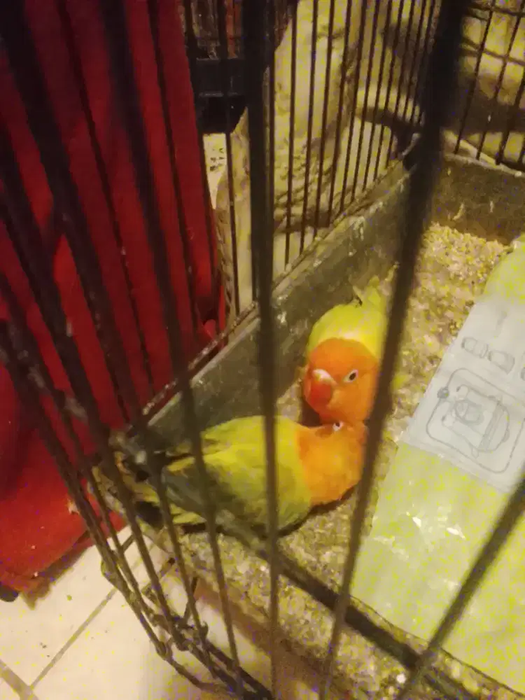 Lovebird Biola Ewing Pastel