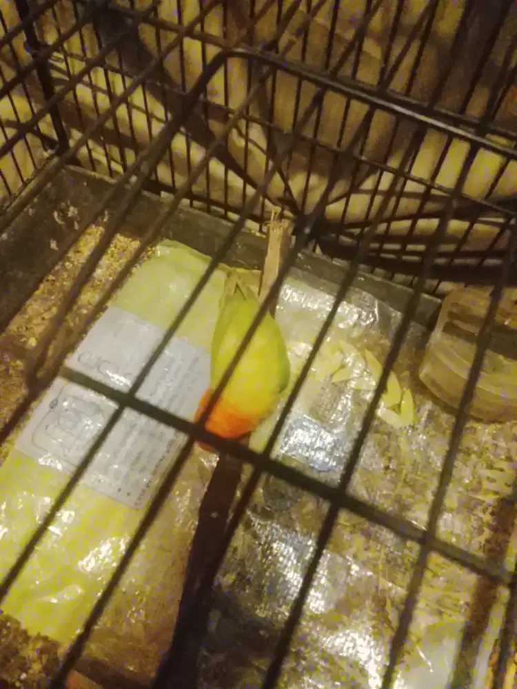 Lovebird Biola Ewing Pastel rawatan dari lolohan joss