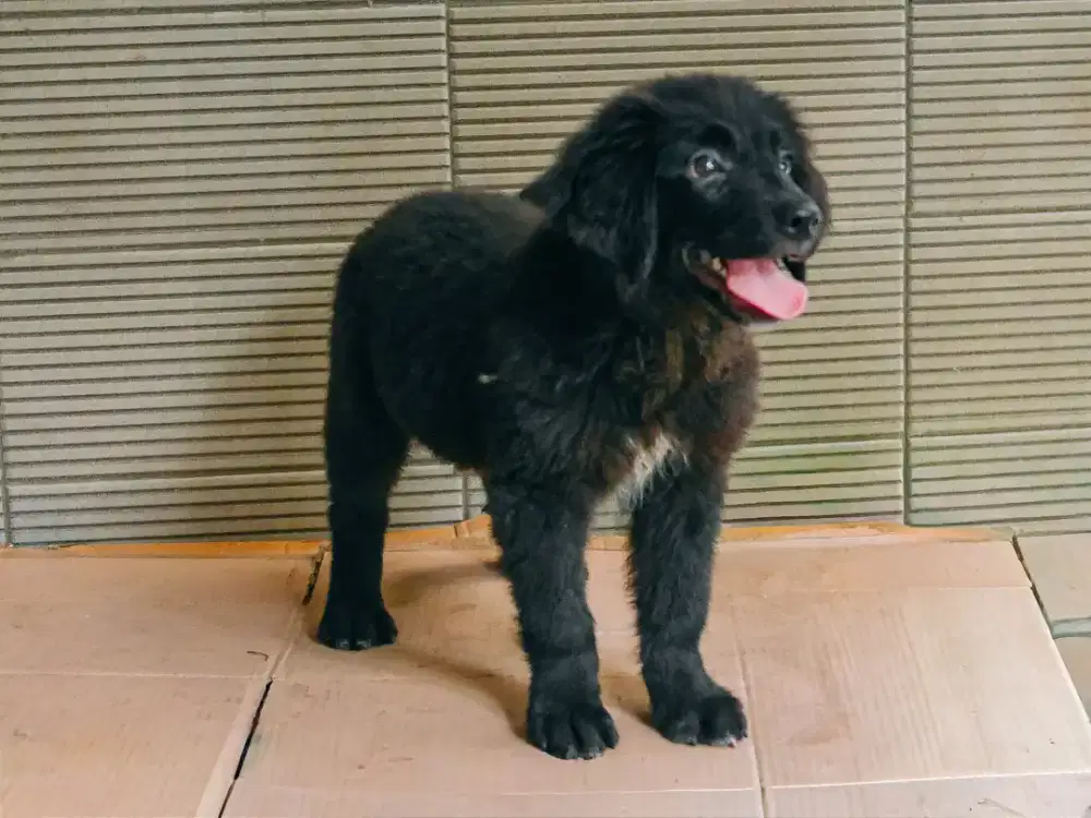 Anakan anjing mix golden & border colie